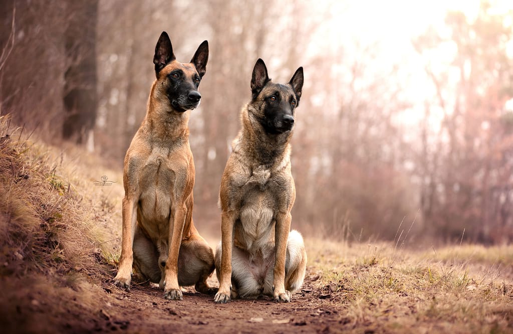 Malinois Rüde "Woody" und Hündin "Texas" - geplante Verpaarung, Leistungszucht, Sommer/Herbst 2025