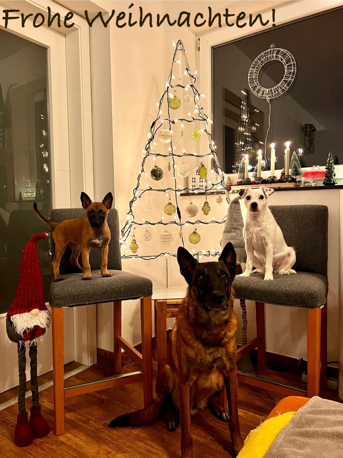 Die Welpen sind ausgezogen.