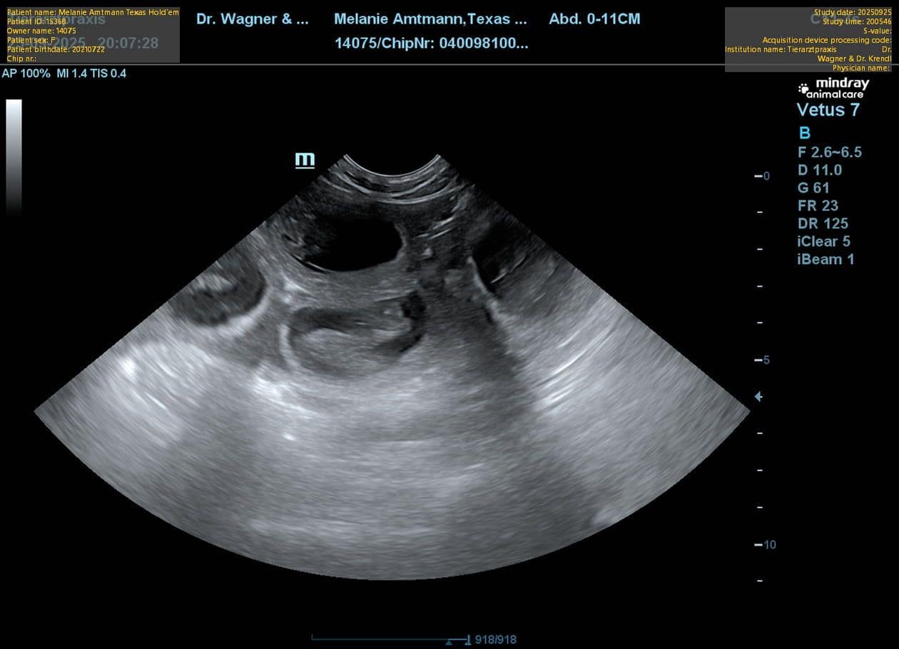 Freudige Neuigkeiten – Texas ist tragend!