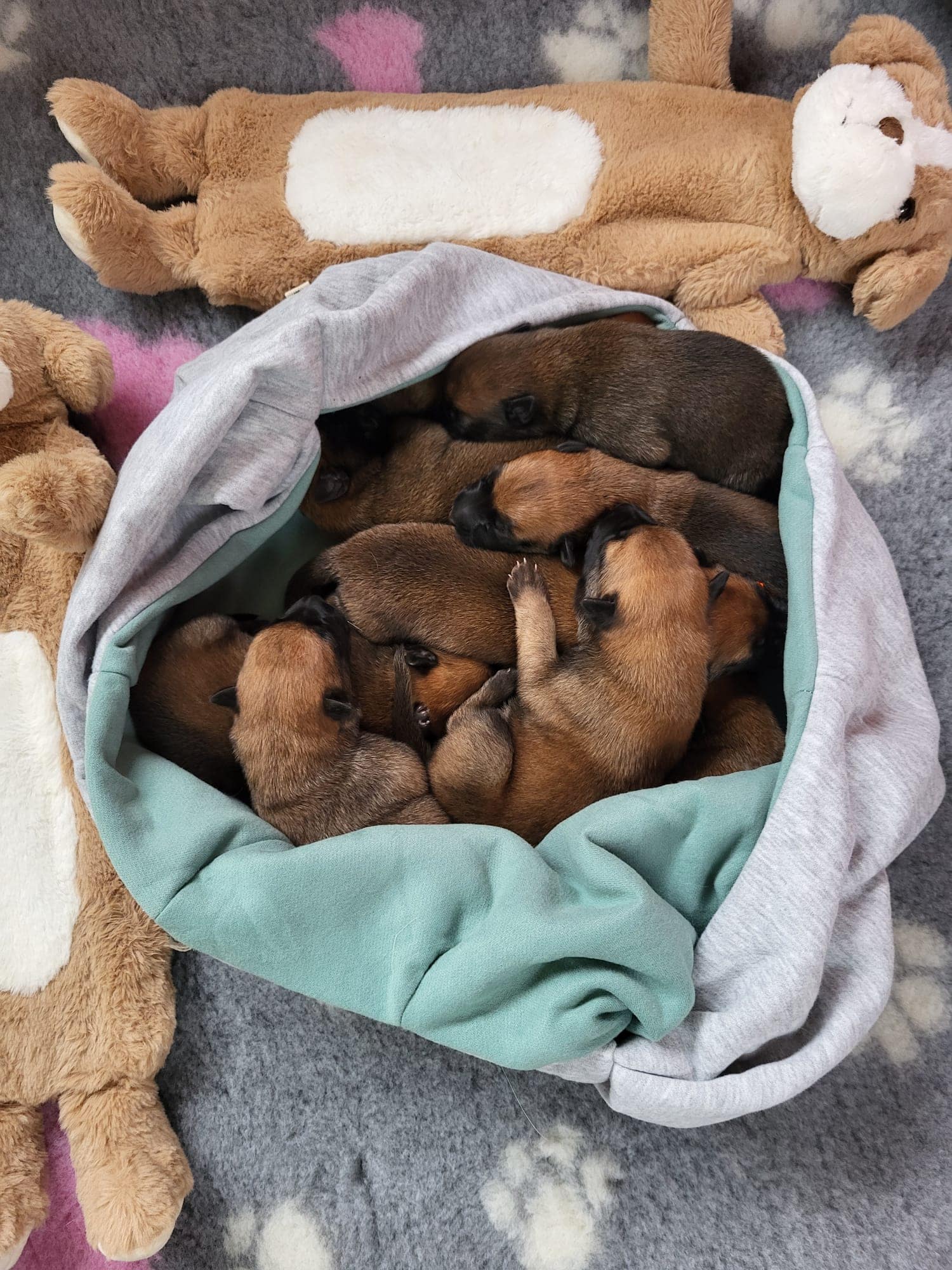 Unsere Welpen öffnen die Augen.