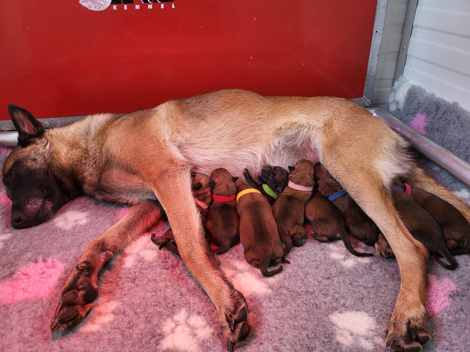 Unsere Texas Hold’em ist Mama geworden!