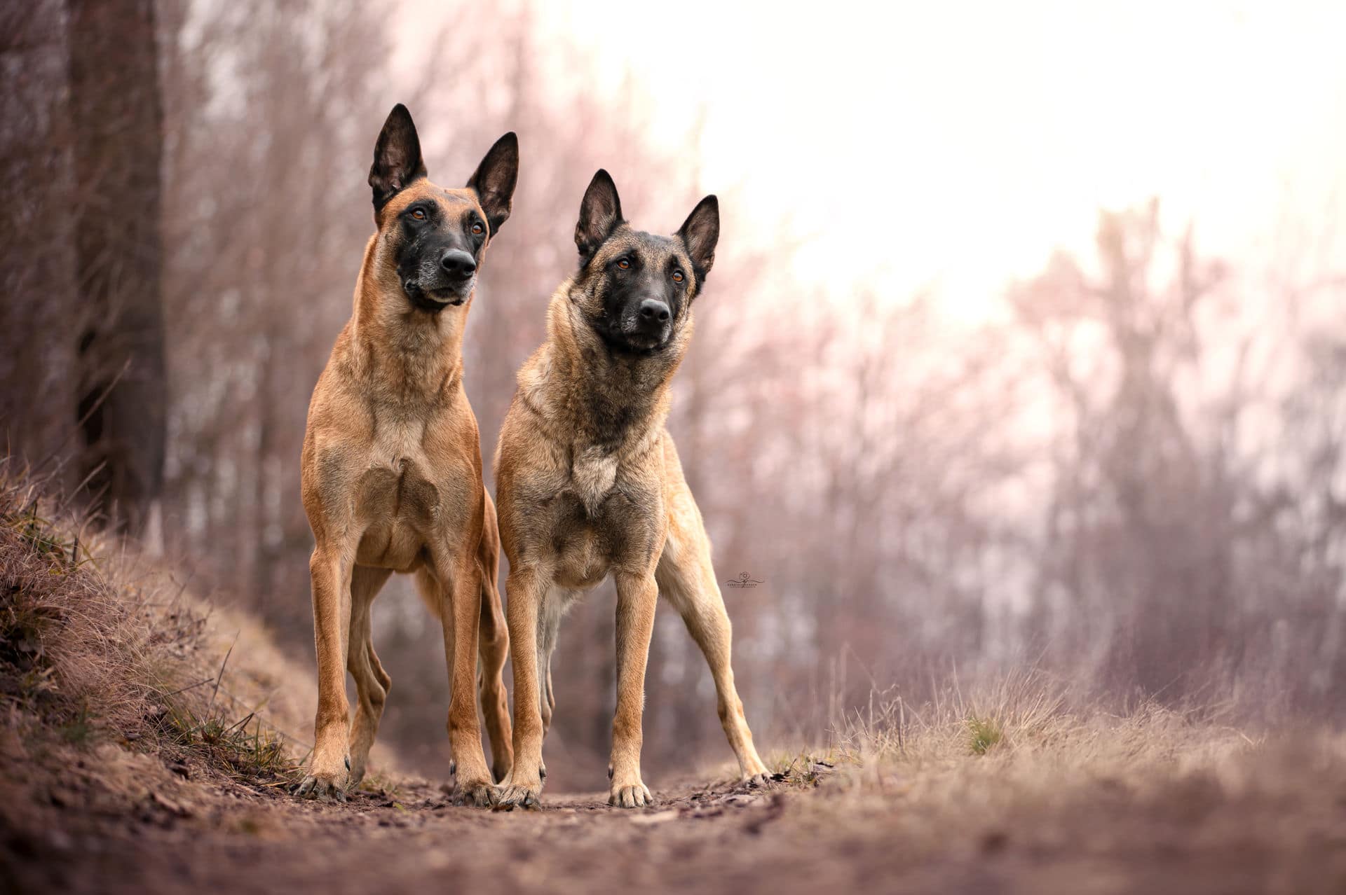 Wurfplanung, Sommer/Herbst 2025